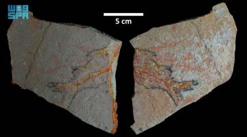 اكتشاف تاريخي لبقايا كائنات بحرية عمرها 56 مليون سنة شمال المملكة