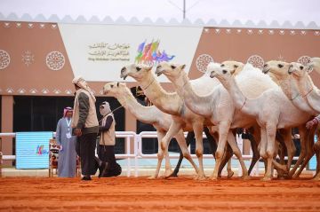 مقارنة بالعام الماضي.. 20 ارتفاع مبيعات مزادات الإبل بمهرجان الملك عبدالعزيز