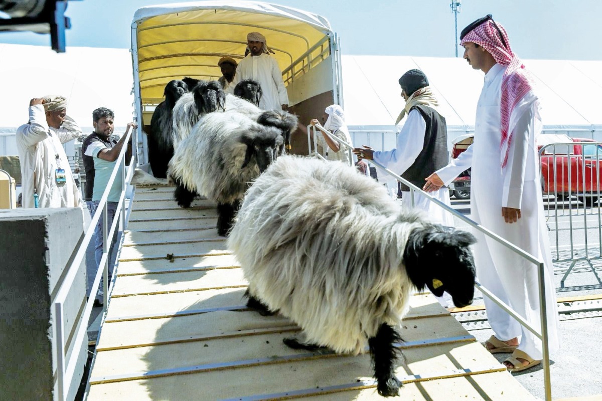 
                                        انطلاق مهرجان «حلال قطر» فبراير المقبل
                                