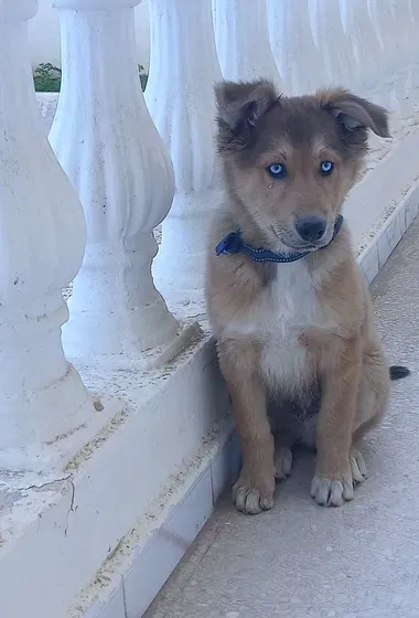 Mix labrador husky