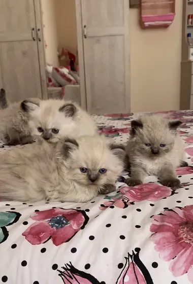 بيور هيمالايا كتن Cute Himalayan kitty