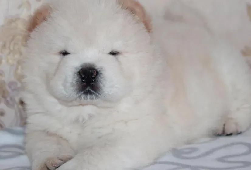 chiot chow chow age 45 jeur vaccine