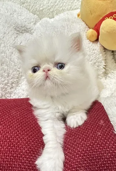 Persian cat for sale