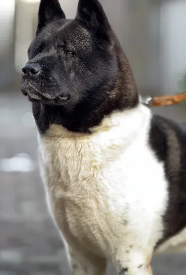 Akita, German Shepherd, Doberman & Shih tzu