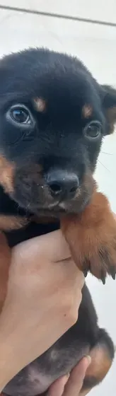 chiots rottweiler