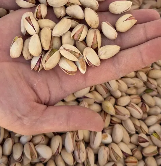 الفستق الإيراني الممتاز  Pistachio, The best quality Iranian Pistachio