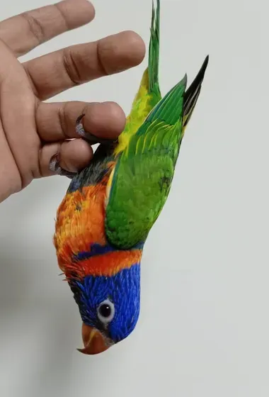 Lory parrot