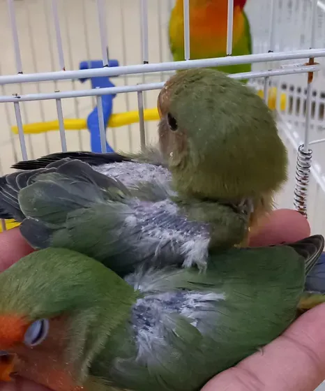 2 Green Opaline baby bird for sale