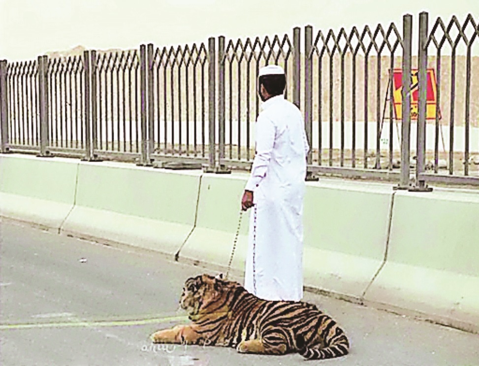 
                                        البيئة تدعو مالكي «الكائنات الخطرة» لتسجيلها
                                