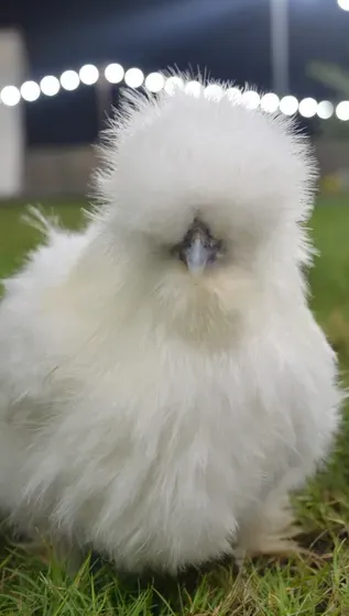 صيصان سلكي مستوى عال من الجمال مناسبة للأطفال silkie chicks from beautiful crested bearded hens