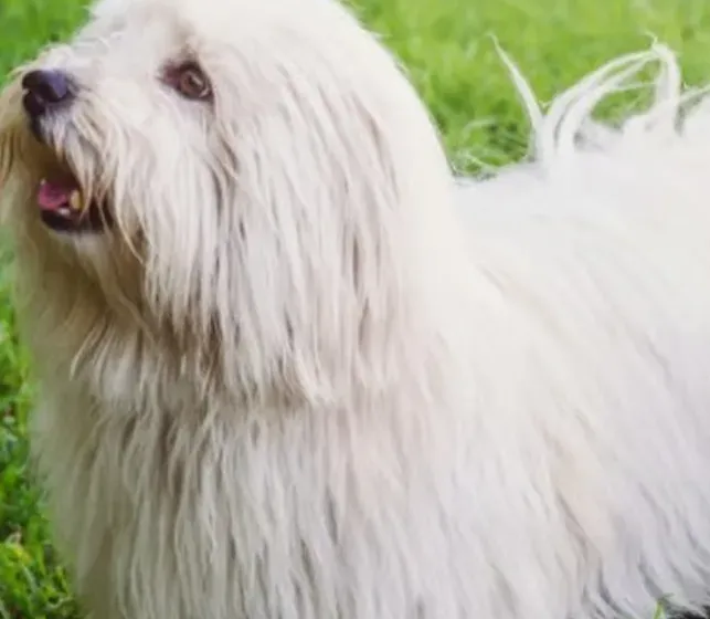 coton de tulear