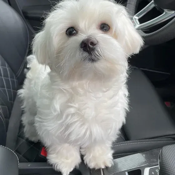 Pure breed Maltese puppies 12weeks old both male and female available for adoption very friendly