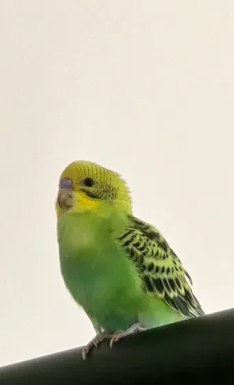 ببغاء بدجي budgie bird