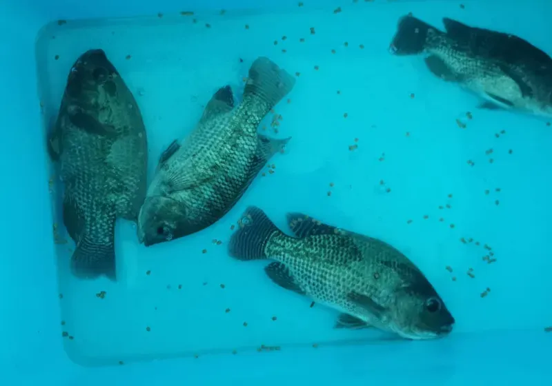 عرض خاص 200 جرام سمك بلطي للبيع tilapia fish for sell