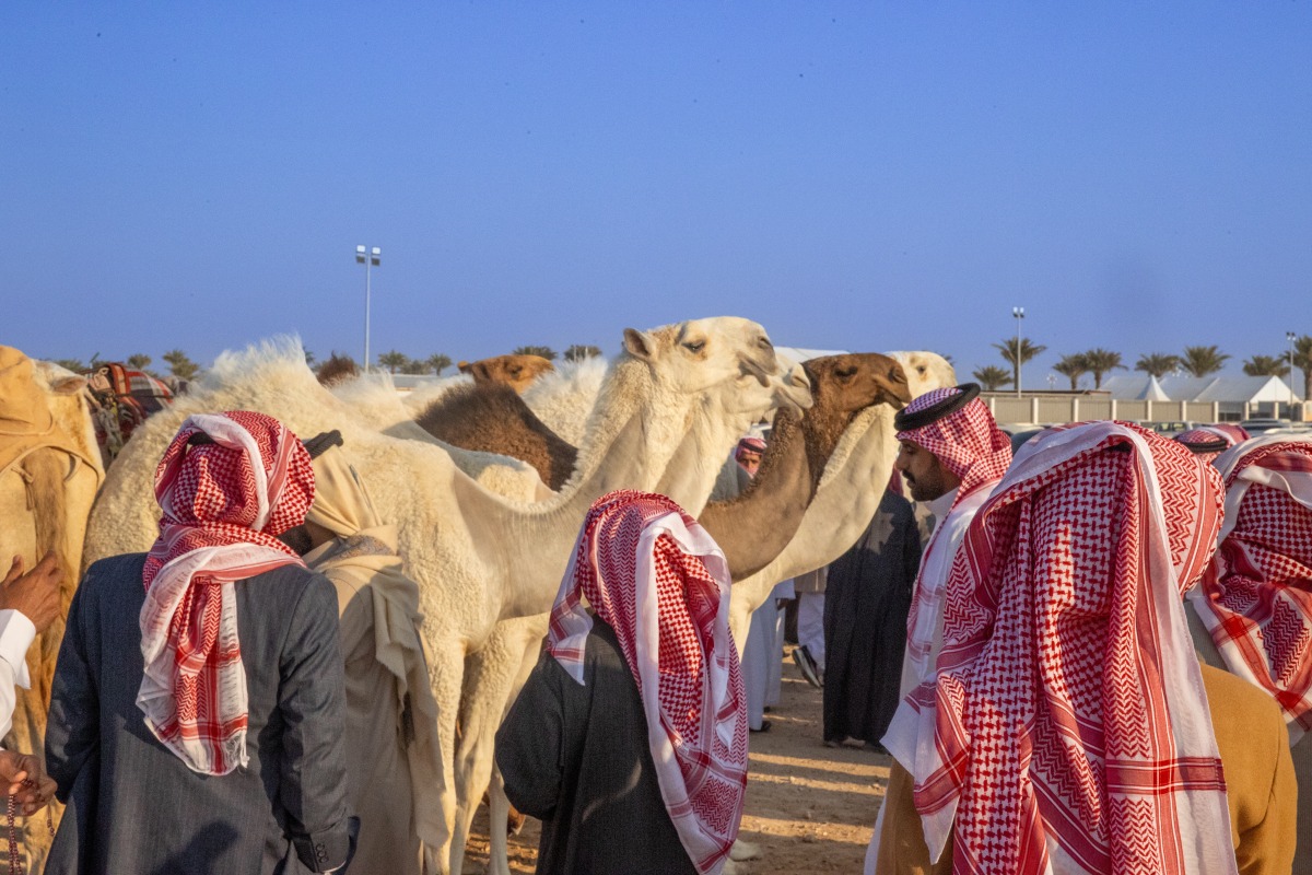 
                                         مشاركة كبيرة في أشواط الخنجر للمغاتير بمهرجان قطر للإبل 
                                