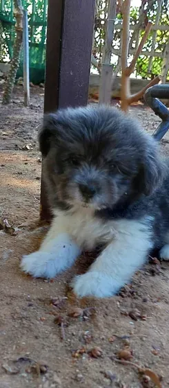 Maltese puppies