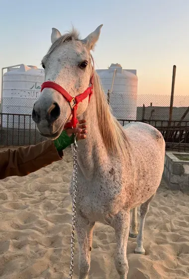 خيل عربيه أصيله ( سراب )