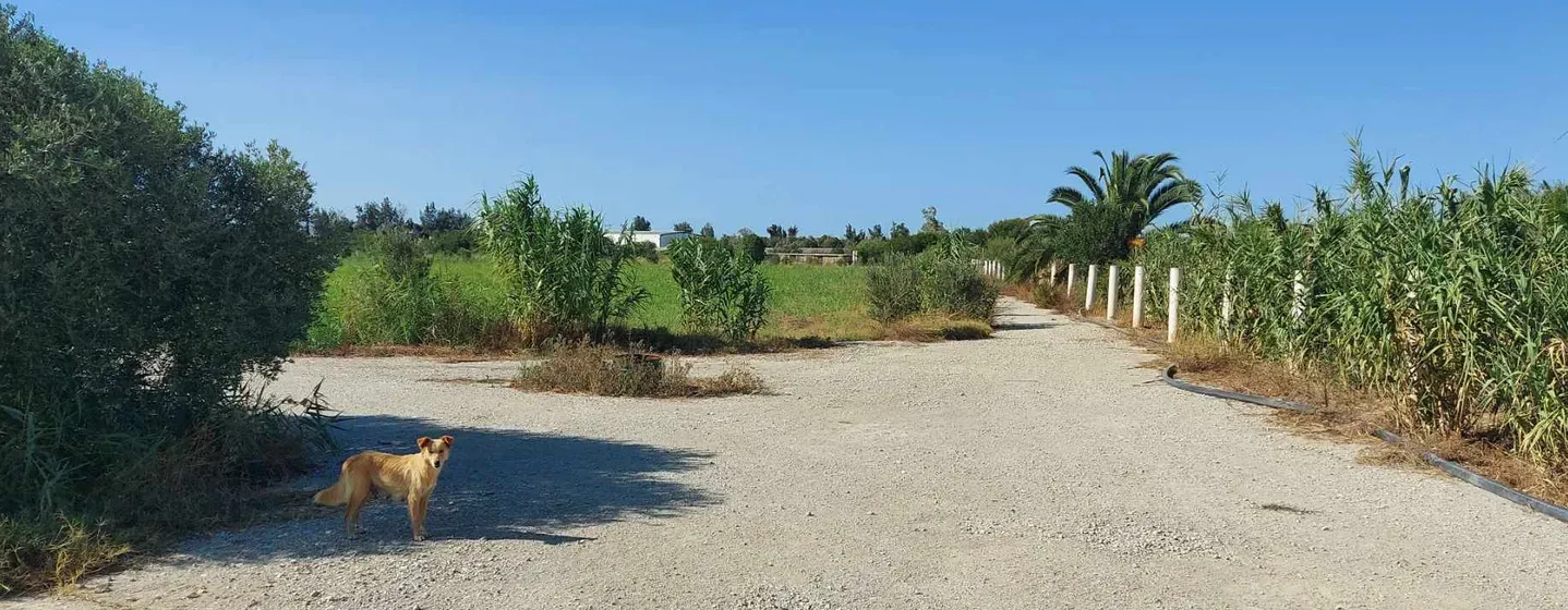 8 Hectares land on the main road in Utique