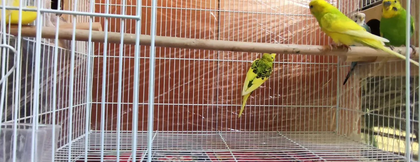 2 pairs of Budgie with cage and 2 nests 100 aed only