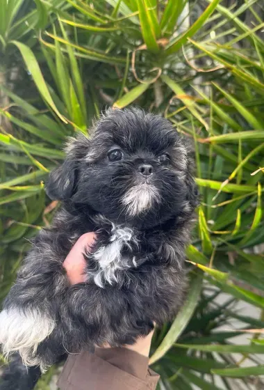 Bichon croisé avec pekinois a vendre