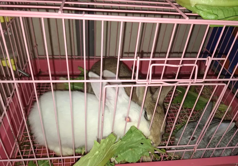 I want to sell my rabbits all three are very beautiful with cage