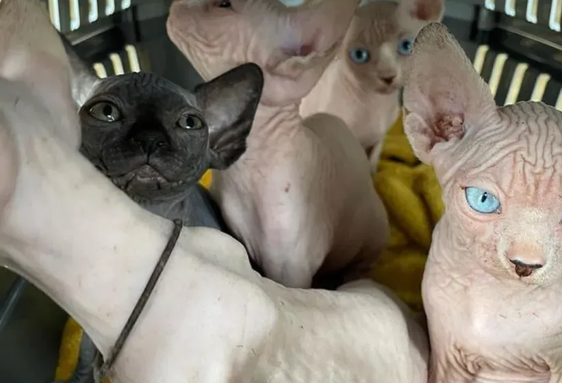 SPHYNX KITTENS