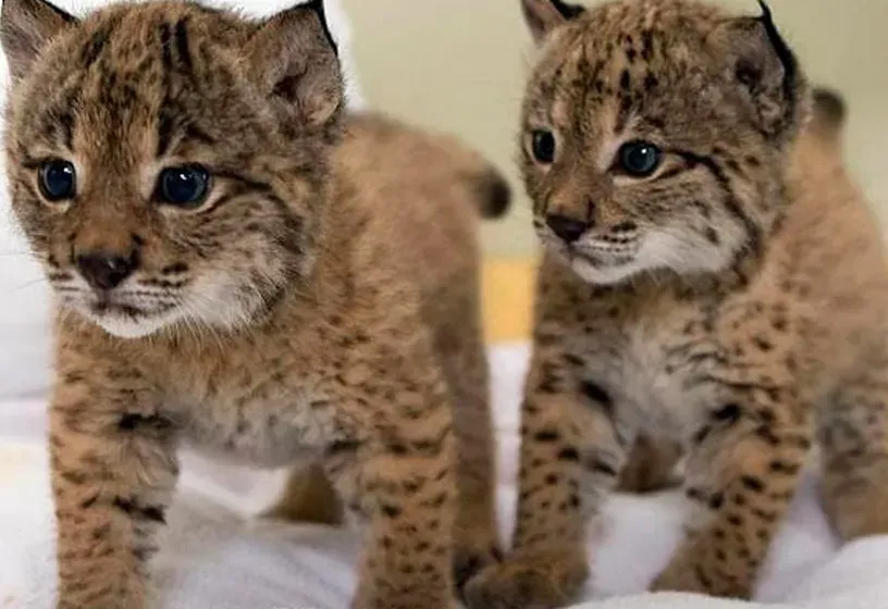 lynx kittens and savanna f11  for sale from Belarus! original kittens . all documents are available.