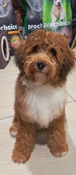 Maltipoo Male , 7 months old , very, very playful , friendly, full vaccinated, and dewormed.