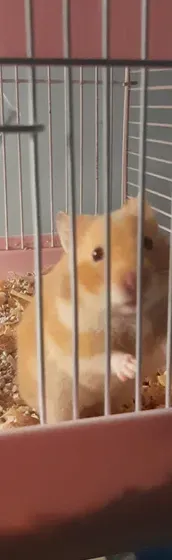 Syrian hamster