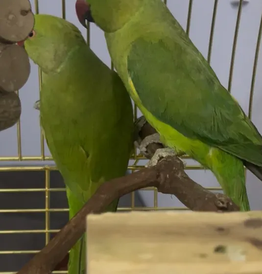 زوج ببغاء الدره الهندي أخضر ذكر و أنثى  Indian green Ringneck parrot pair male and female