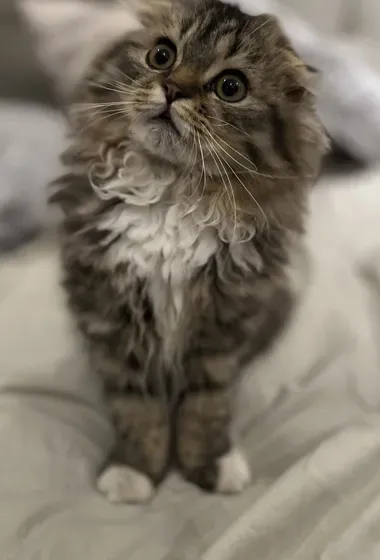 Scottish fold female kitten for sale