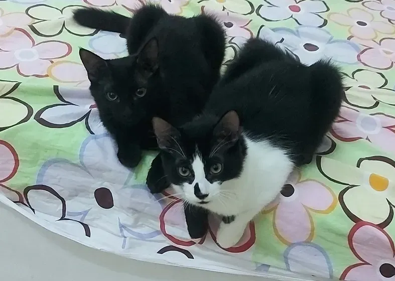 6 months old, both male kittens, litter trained