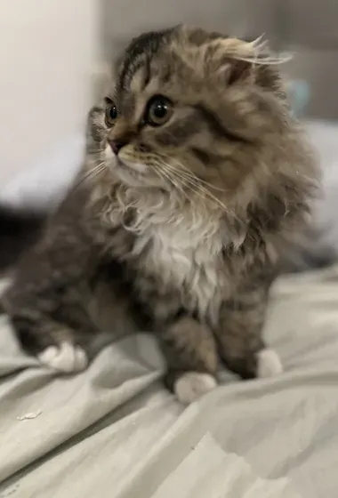 Scottish fold female 3month kitten