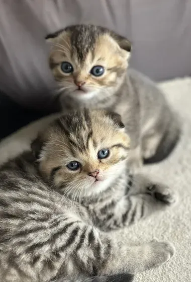 Pure Scottish double fold 4 weeks old