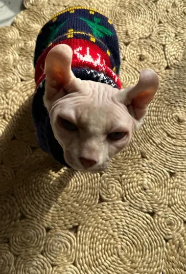 Male Sphynx cat قط فرعوني ذكر