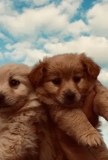 3chiots caniche 2 moins couleur marron et bege