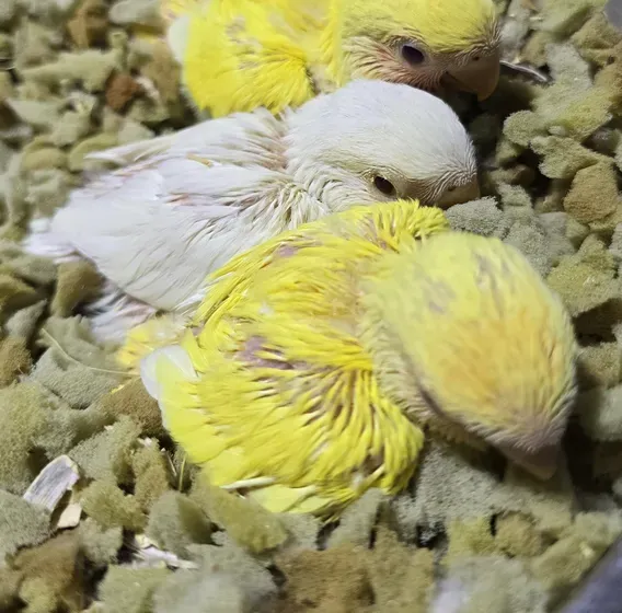 Rose Bird Hand Feeding Chicks.  Orange Opaline and White Albino.  فرخ روز