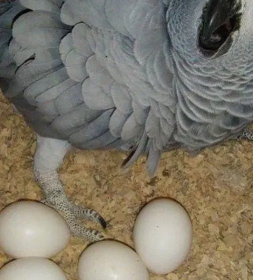 African grey parrots and Parrot Eggs - Your beautiful family companions... / الببغاوات الرمادية الأف