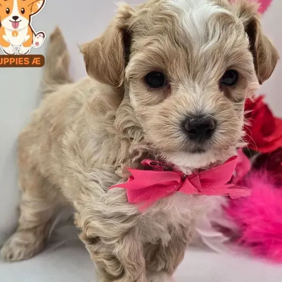 Maltipoo, This cutie is looking for a loving family are you the one for my baby?