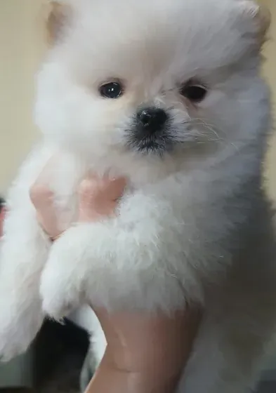 Pomeranian,  female, 2 months old, white