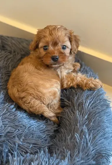 2 Month Old Maltipoo Puppy