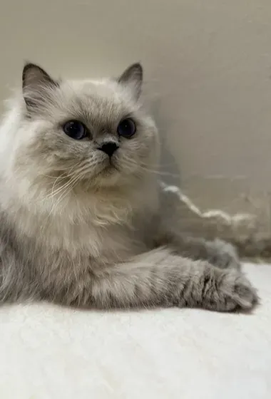 قطة هملايا ( بلو) Himalayan Cat ( blue )